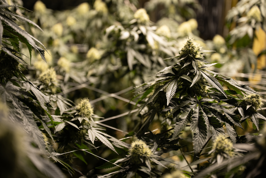 Cannabis
