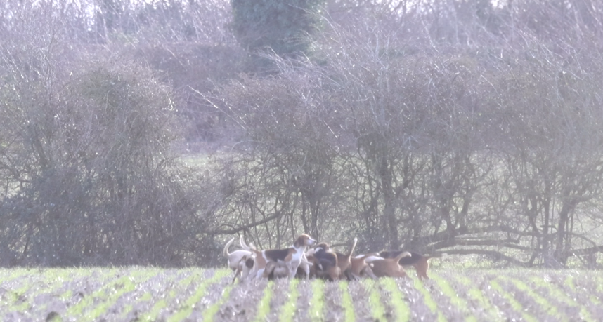 Dogs