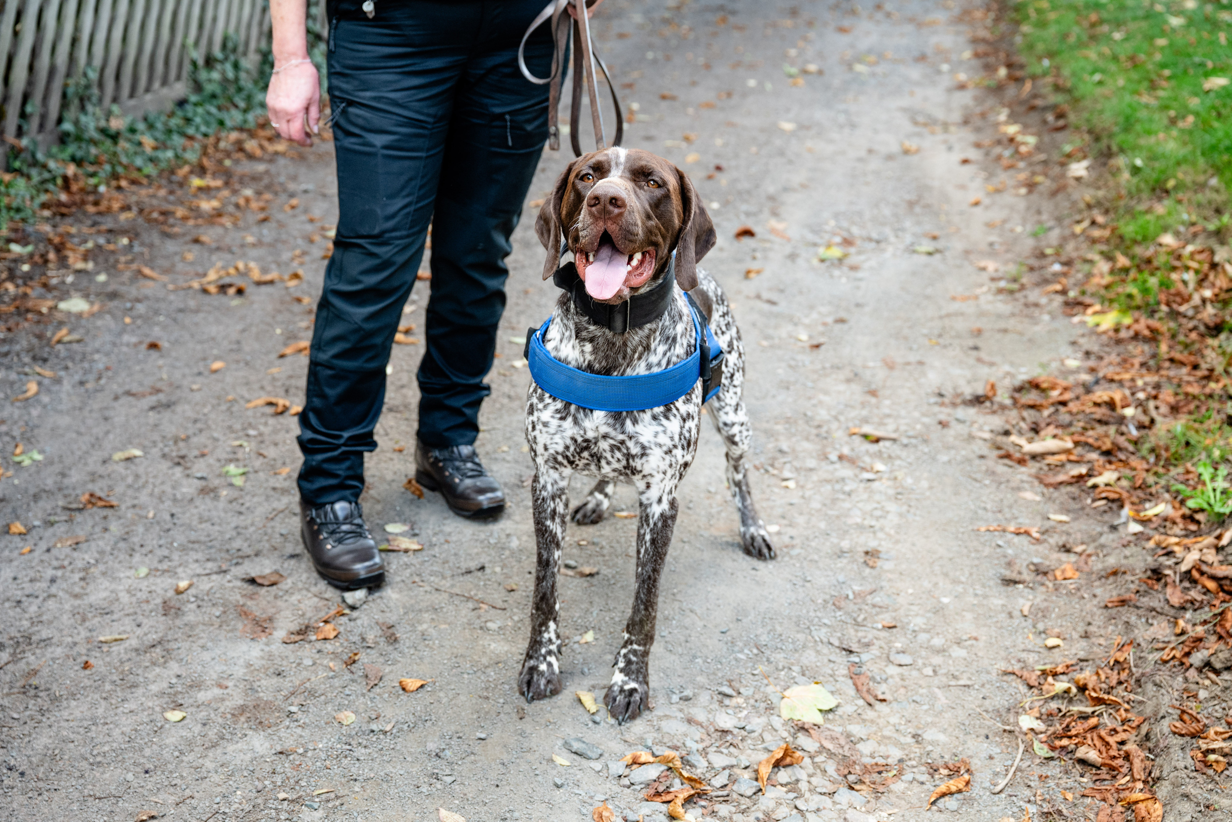 Knife detection dog helps remove weapons from Rushden's streets ...